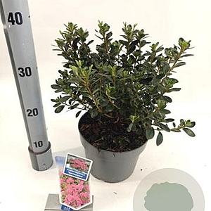 Rhododendron (AJ) 'Kermesina' 20-25 cm 3,0L
