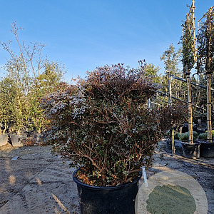 Rhododendron molle japonicum 100-125 cm container struik