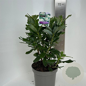 Rhododendron (AK) 'Persil' 30-40 cm 5,0L