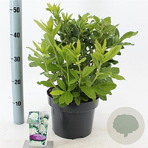 Rhododendron (AK) 'Persil' 30-40 cm 5,0L