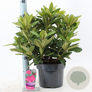 Rhododendron 'Rocket' 30-40 cm 5,0L