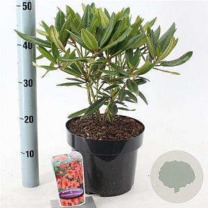 Rhododendron 'Tortoiseshell Orange' 30-40 cm 5,0L