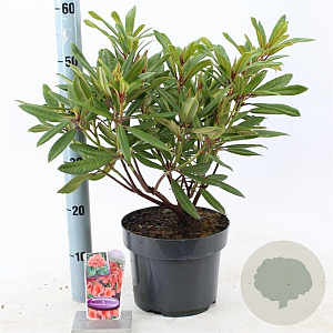 Rhododendron 'Tortoiseshell Orange' 30-40 cm 5,0L