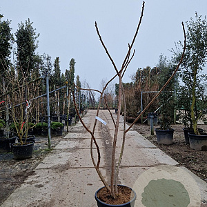 Rhus typhina 'Dissecta' 175-200 cm 35L