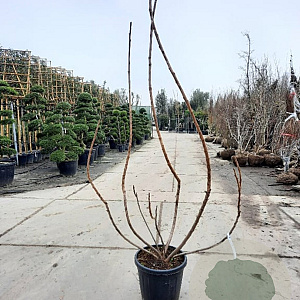 Rhus typhina 'Dissecta' 175-200 cm 35L
