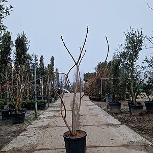 Rhus typhina 'Dissecta' 175-200 cm 35L