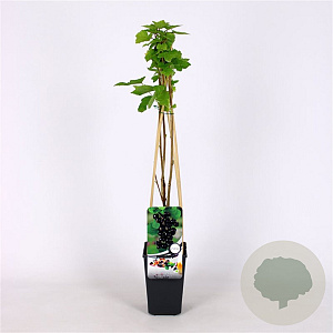 Ribes nigrum 70 cm 2,0L