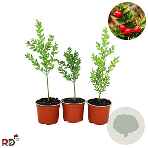 Ruscus aculeatus GM 2,0L
