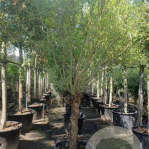 Salix alba 180 cm stam container 30-35