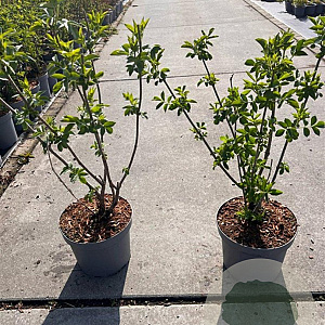 Sambucus nigra 50-60 cm 5,0L