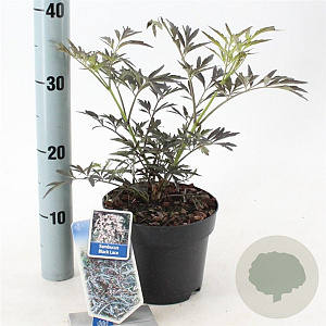 Sambucus nigra Black Lace 30-40 cm 2,0L