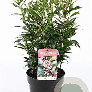 Sarcococca h. Winter Gem 30-40 cm 5,0L