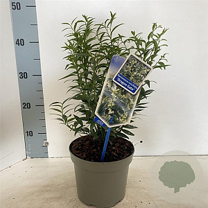 Sarcococca ruscifolia 'Dragon Gate' 20-25 cm 2,0L