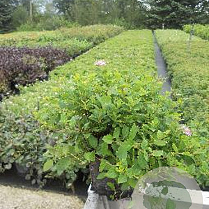 Spiraea jap. 'Little Princess' 20-25 cm C1.5