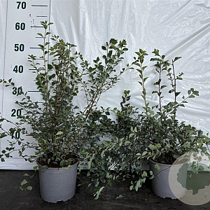 Spiraea vanhouttei 30-50 cm 2,0L