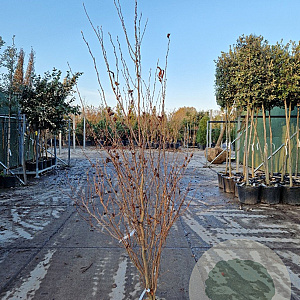 Stewartia pseudocamellia 175-200 cm draadkluit
