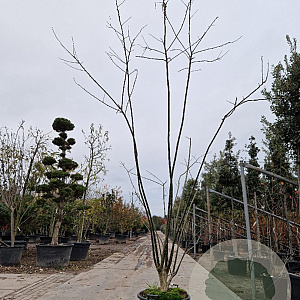 Styphnolobium japonicum 250-300 cm container meerstammig