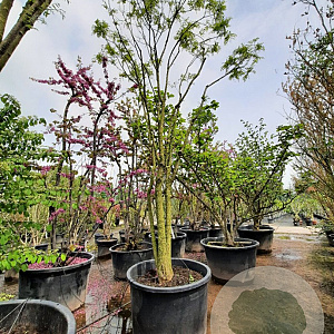 Styphnolobium japonicum 350-400 cm container meerstammig