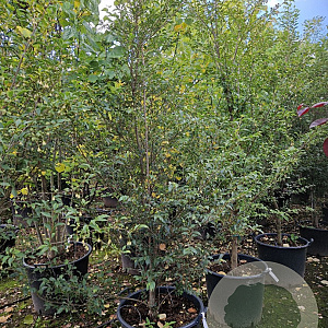 Styrax japonicus 200-250 cm container meerstammig