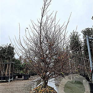 Styrax jap. 'Pink Chimes' 200-250 cm draadkluit meerstammig