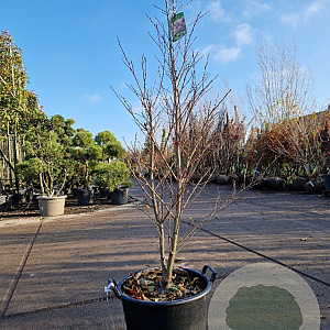 Styrax jap. Snowcone 150-175 cm 30L