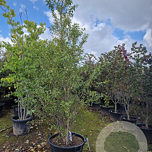 Styrax jap. Snowcone 250-275 cm container