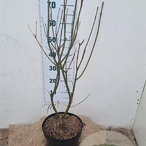 Syringa (V) 'Agnes Smith' 60-80 cm 7,5L