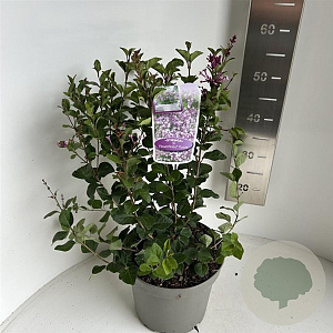 Syringa meyeri Flowerfesta Purple 40-50 cm 5,0L