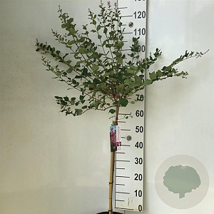 Syringa 'Pink Perfume' 60 cm stam 5,0L