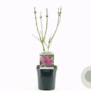 Syringa v. 'And. an Ludwig Späth' 30-40 cm 2,0L