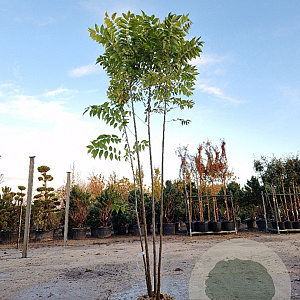 Toona sinensis 'Flamingo' 300-350 cm draadkluit meerstammig solitair