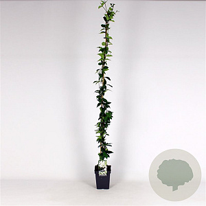 Trachelospermum jasminoides 100-125 cm 5,0L