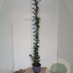Trachelospermum jasminoides 175-200 cm 5,0L
