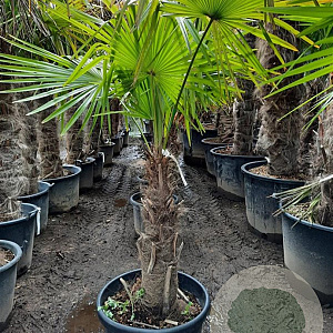 Trachycarpus fortunei 70 cm stam container