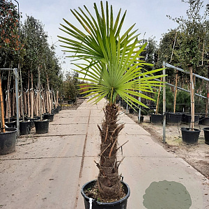 Trachycarpus fortunei 80 cm stam container