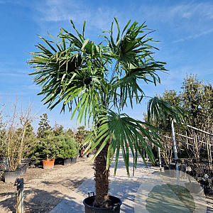 Trachycarpus fortunei 140 cm stam container