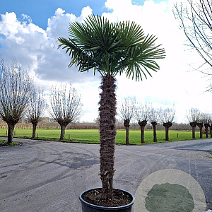 Trachycarpus fortunei 220 cm stam container