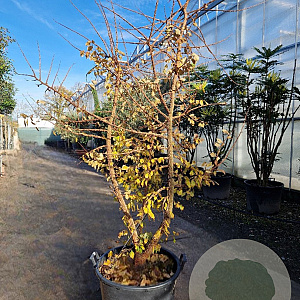 Ulmus minor suberosa 250-300 cm draadkluit meerstammig solitair