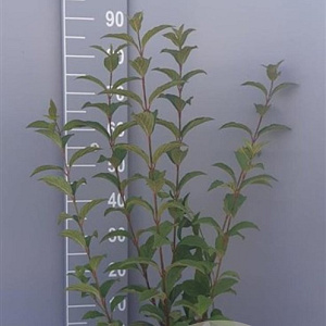 Viburnum bodn. 'Charles Lamont' 60-80 cm 5,0L