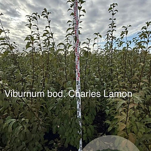 Viburnum bodn. 'Charles Lamont' 150-175 cm met kluit