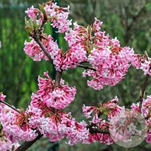 Viburnum bodn. 'Charles Lamont' 175-200 cm met kluit