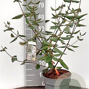 Viburnum burkwoodii 50-60 cm 5,0L