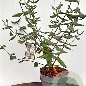 Viburnum burkwoodii 50-60 cm 5,0L