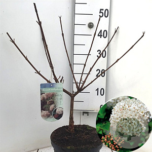 Viburnum carlcephalum 50-60 cm 5,0L