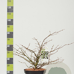 Viburnum plic. 'Mariesii' 60-80 cm 12L