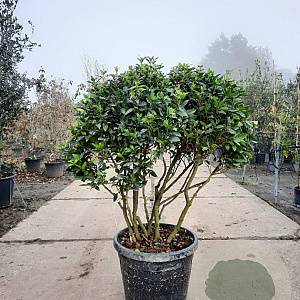 Viburnum tin. 'Eve Price' 80-100 cm 50L Parasol