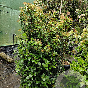 Viburnum tin. 'Eve Price' 120-140 cm 45L