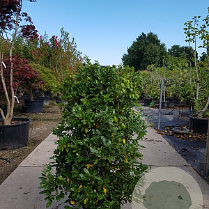 Viburnum tin. 'Eve Price' 120-140 cm 45L