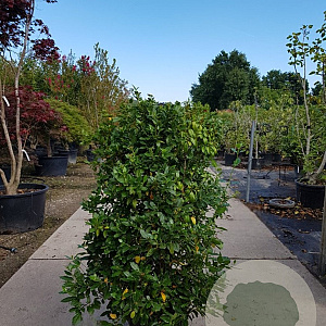 Viburnum tin. 'Eve Price' 120-140 cm 45L