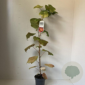 Vitis coignetiae 70 cm 2,0L met stok